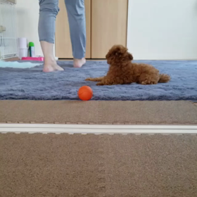 4ヵ月の頃の甘えん坊マロン(Ｕ＾ω＾)の画像