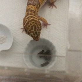 モカちゃんのあくびの画像