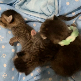 左脳欠損のルカ君1の画像