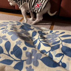 口の周りをペロペロ、、ペロペロ、、とまらないの画像