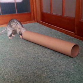 動画でダンボールトンネルの画像