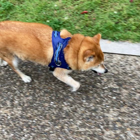 タロの散歩の画像