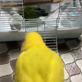 生後43日〜45日目の雛　飛んだ！の画像