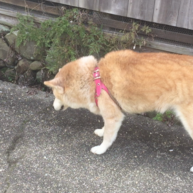 またまた薬が増えるの画像