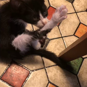 術後の冬君の様子の画像