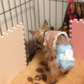 アネゴ18才、頑張ってます！の画像