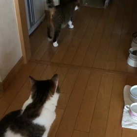 ふたにゃんとダンボール！誕プレに諦めたキャットタワーの画像