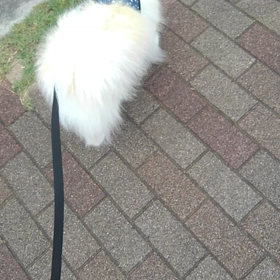 おはよーの画像