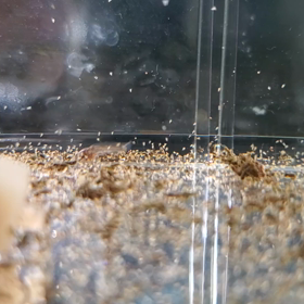 孵化して一週間くらいの画像