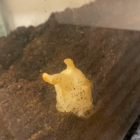 土の上で、、、。の画像