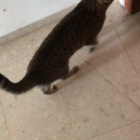 ドアノブに飛び乗ってドアを開けようとするぶんちゃん！の画像