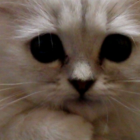 おはようマリーの画像