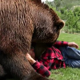 グリズリーの画像