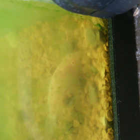 コリちゃんが餌を(￣∇￣*)ゞの画像