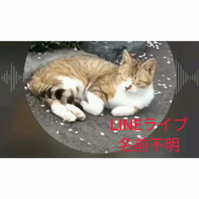朝の画像入れ直し、ちゃきちと、猫だらけの画像