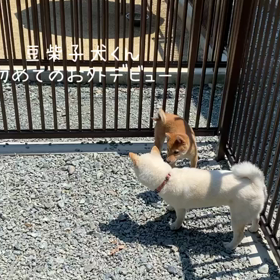 初めてのドッグランデビューの画像