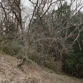 雪が降ってきたあの画像