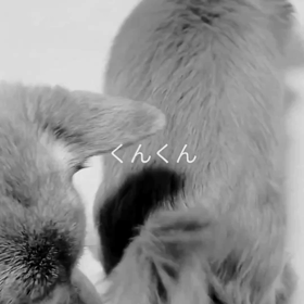 行くぞーーいくワンU^ω^)！の画像