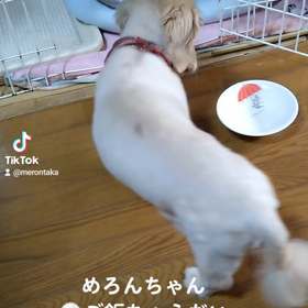 2023/03/16　めろんちゃんミニチュアダックスが、ご飯ちょうだいって言っています。の画像