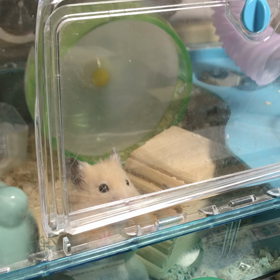 ”チビの子分”が天使になったよの画像