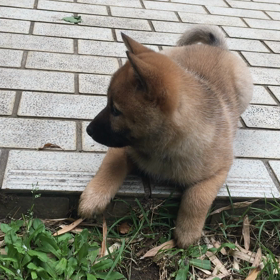 最強の犬友の画像