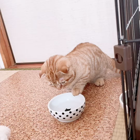 ぽんずくんの成長記録～上手に飲めたね♪～の画像