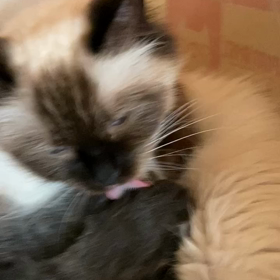 メルの出産の画像