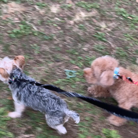 11月23日13わんこと2時間30分遠足　代々木公園表参道の画像