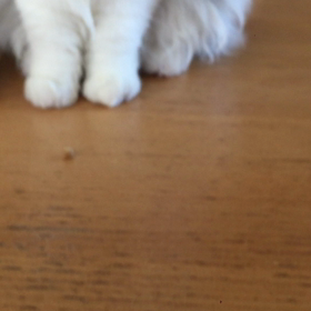 下手なんですの画像