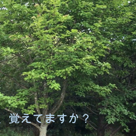 みなさん、覚えていますか？（動画）の画像