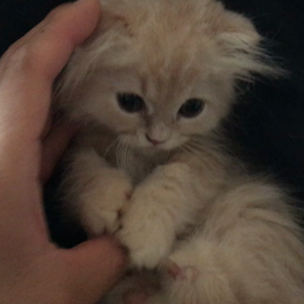 甘えん坊のあゆむぅぅの画像