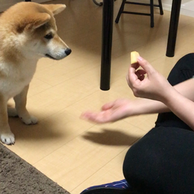 ハイタッチを覚えましたΣ੧(❛□❛✿)の画像