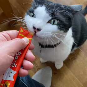 P-TUBE ポンチュール偏の画像