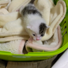 子猫・え〜ぃちゃん、頑張れっ！の画像