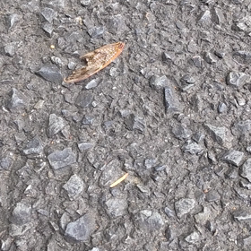 どうしても持って帰りたい。の画像