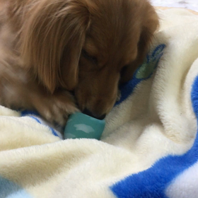 お気に入り♡の画像