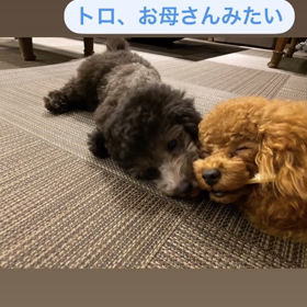 宇野樹君インスタストーリーより　トロ、お母さんみたいの画像