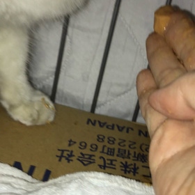 妊婦ちゃん　　初日3月17日の画像
