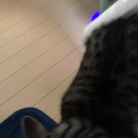 好きだよね～！掃除機(笑) 猫も趣味嗜好が変わるのかな？！の画像