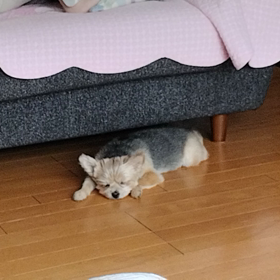 我が家の愛犬の画像