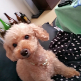 お初動画PUREの画像