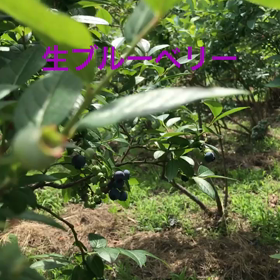 ブルーベリー狩り 須賀川市の画像