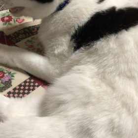 さぶちゃん、手術前夜の画像