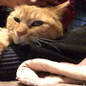 ブラッシング(=^ェ^=)の画像