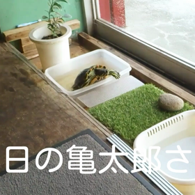 亀太郎ダイブの画像