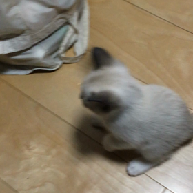 ウンコと遊ぶ仔猫ちゃんの画像