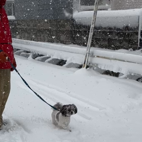 2022.12.23    雪の画像