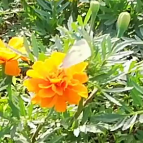 マリーゴールドに吸蜜に来たモンシロチョウ(動画)の画像