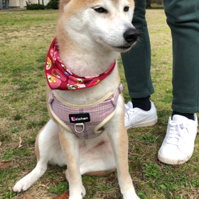 茶子ちゃんと，ウメちゃんの初対面の画像