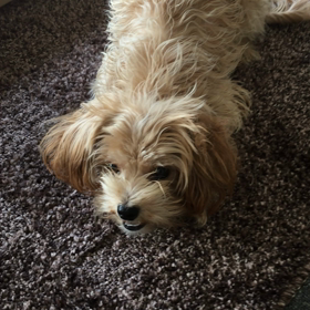 噛む噛むの画像